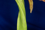 Darlingtonia californica (IMG_0102.tif)