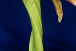 Darlingtonia californica (IMG_0104.tif)