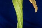 Darlingtonia californica (IMG_0106.tif)