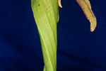 Darlingtonia californica (IMG_0107.tif)