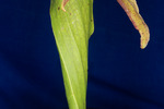 Darlingtonia californica (IMG_0108.tif)