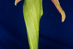 Darlingtonia californica (IMG_0109.tif)