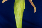 Darlingtonia californica (IMG_0110.tif)