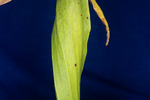 Darlingtonia californica (IMG_0112.tif)