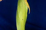 Darlingtonia californica (IMG_0113.tif)