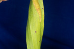 Darlingtonia californica (IMG_0114.tif)