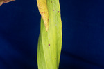 Darlingtonia californica (IMG_0115.tif)