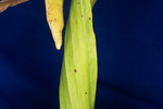 Darlingtonia californica (IMG_0116.tif)