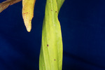 Darlingtonia californica (IMG_0117.tif)