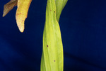 Darlingtonia californica (IMG_0118.tif)