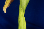 Darlingtonia californica (IMG_0120.tif)