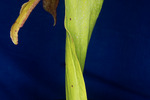 Darlingtonia californica (IMG_0122.tif)