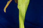 Darlingtonia californica (IMG_0123.tif)