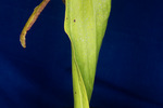 Darlingtonia californica (IMG_0124.tif)
