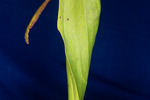 Darlingtonia californica (IMG_0125.tif)