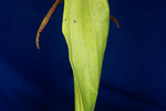 Darlingtonia californica (IMG_0126.tif)