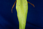Darlingtonia californica (IMG_0127.tif)