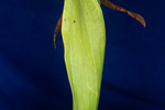 Darlingtonia californica (IMG_0128.tif)