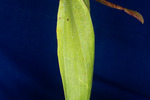 Darlingtonia californica (IMG_0129.tif)