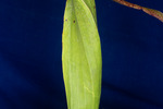 Darlingtonia californica (IMG_0130.tif)