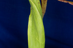 Darlingtonia californica (IMG_0132.tif)