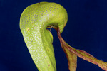 Darlingtonia californica (IMG_0134.tif)