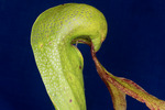 Darlingtonia californica (IMG_0135.tif)