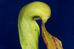 Darlingtonia californica (IMG_0138.tif)