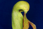 Darlingtonia californica (IMG_0139.tif)