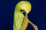 Darlingtonia californica (IMG_0140.tif)