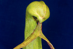 Darlingtonia californica (IMG_0142.tif)