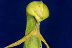 Darlingtonia californica (IMG_0143.tif)