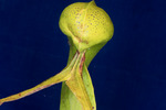 Darlingtonia californica (IMG_0145.tif)