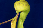 Darlingtonia californica (IMG_0148.tif)