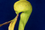 Darlingtonia californica (IMG_0149.tif)
