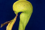 Darlingtonia californica (IMG_0150.tif)