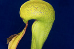 Darlingtonia californica (IMG_0151.tif)