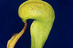 Darlingtonia californica (IMG_0152.tif)
