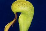 Darlingtonia californica (IMG_0153.tif)