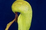 Darlingtonia californica (IMG_0155.tif)
