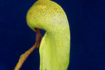 Darlingtonia californica (IMG_0156.tif)