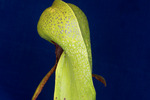 Darlingtonia californica (IMG_0158.tif)