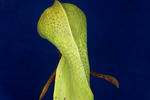 Darlingtonia californica (IMG_0159.tif)