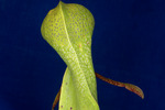 Darlingtonia californica (IMG_0160.tif)