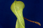 Darlingtonia californica (IMG_0161.tif)