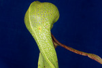 Darlingtonia californica (IMG_0162.tif)