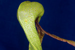Darlingtonia californica (IMG_0163.tif)