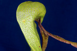 Darlingtonia californica (IMG_0164.tif)