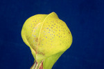 Darlingtonia californica (IMG_0167.tif)
