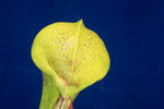 Darlingtonia californica (IMG_0169.tif)